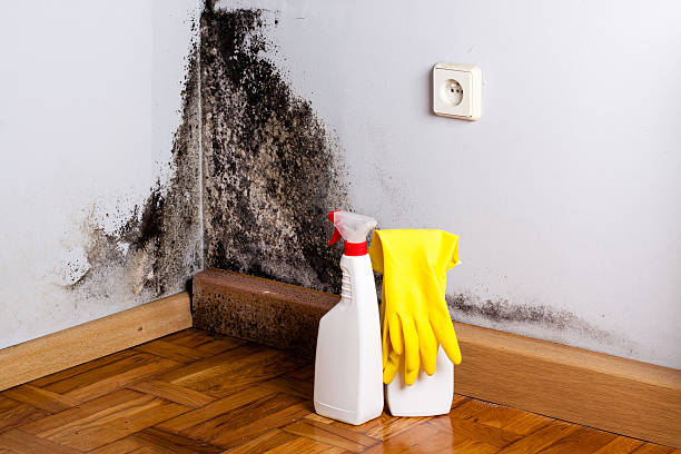 Best Mold Odor Removal Services  in South Gate Ridge, FL